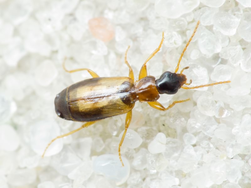 Philorhizus notatus (Stephens, 1827)